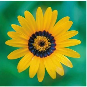 All purchases are from a virus free household